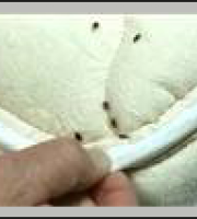 bedbugs04_manhattan_exterminator